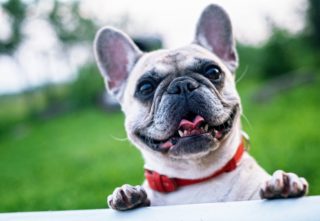 Happy dog looking to learn